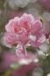 Preview: Fototapete 184 x 254 cm – 4-713 Bouquet – versandkostenfrei in D*